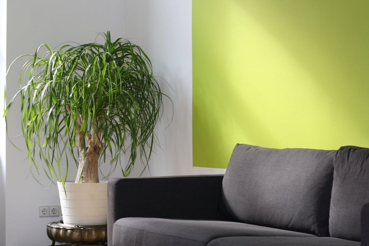 services-04 Bright modern living room with green accent wall, sofa, and ponytail palm in a sunlit corner.